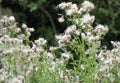 Goldfinch perched among a mass of thistledown Royalty Free Stock Photo