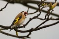 A goldfinch perched on a small tree branch.