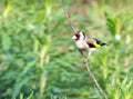 Goldfinch perched on thin branch of a small tree with green plant blurred background