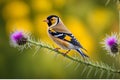 Goldfinch Perched on a Thistle - Vibrant Feathers Sharply in Focus Amidst a Highly Detailed Nature Scene Royalty Free Stock Photo