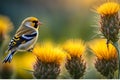 Goldfinch Perched on a Thistle - Vibrant Feathers Sharply in Focus Amidst a Highly Detailed Nature Scene Royalty Free Stock Photo