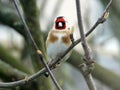 Goldfinch