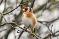 Goldfinch Carduelis carduelis Royalty Free Stock Photo