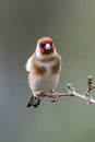 Goldfinch Perched on Twig in Winter Against Clean Background