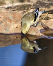 Goldfinch perches by a pond, savoring a refreshing drink from the pristine waters.