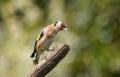 Goldfinch perching on a branch
