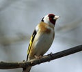 Goldfinch perching in the woods