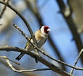 Goldfinch perching in the woods