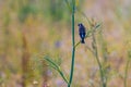 Goldfinch perching on green plant in the meadow