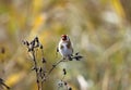 Goldfinch perching on thistle heads