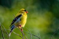 Goldfinch perching on tree branch