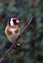 Goldfinch perching on a twig in the garden