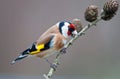 Goldfinch, perching on a twig