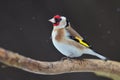 Goldfinch