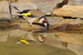 Goldfinch - Pintassilgo -  Carduelis carduelis Royalty Free Stock Photo