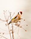 Goldfinch