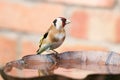 Goldfinch sat on bird bath Royalty Free Stock Photo