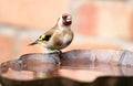 Goldfinch sat on bird bath Royalty Free Stock Photo