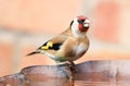 Goldfinch sat on bird bath Royalty Free Stock Photo