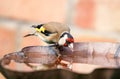 Goldfinch sat drinking on bird bath Royalty Free Stock Photo