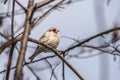 Goldfinch