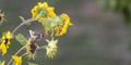 Goldfinch sits on a faded sunflower in front of blurred background Royalty Free Stock Photo