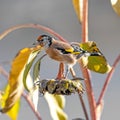 Goldfinch sits on a faded sunflower in front of blurred background Royalty Free Stock Photo