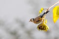 Goldfinch sits on a faded sunflower in front of blurred background Royalty Free Stock Photo