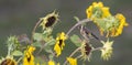 Goldfinch sits on a faded sunflower in front of blurred background Royalty Free Stock Photo