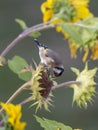 Goldfinch sits on a faded sunflower in front of blurred background Royalty Free Stock Photo