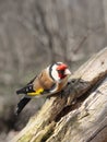 The goldfinch sits on a tree