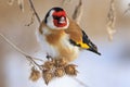 Goldfinch sitting on a burdock in winter sunny day