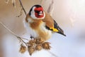 Goldfinch sitting on a burdock in winter sunny day with sunny hotspot