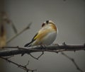 Goldfinch is sitting on grey branch and ruffling feathers.