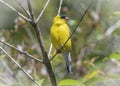 Goldfinch Spring serenade