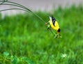 Goldfinch on a Stem in High Dynamic Range Royalty Free Stock Photo