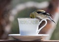 Goldfinch At Tea Time