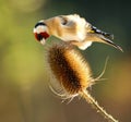 Goldfinch on Teasel Royalty Free Stock Photo