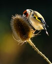 Goldfinch with Teasel