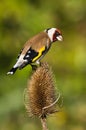 Goldfinch on Teasle Royalty Free Stock Photo