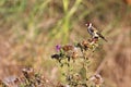 Goldfinch on the Thistle