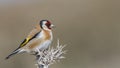 Goldfinch on Thistle with Mud on Beak