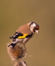 Goldfinch on Thistle plant Royalty Free Stock Photo