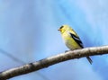 Goldfinch Transitioning to Summer Plumage Royalty Free Stock Photo