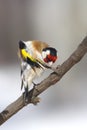 The Goldfinch washing on the branch.