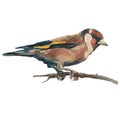 The goldfinch. Watercolor hand painted drawing of bird