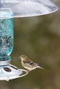 Goldfinch in Winter