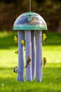 Goldfinches at bird feeder Royalty Free Stock Photo