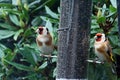 Goldfinches on a bird feeder Royalty Free Stock Photo