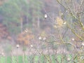 Goldfinches on a tree near WÃ¼rzburg in autumn